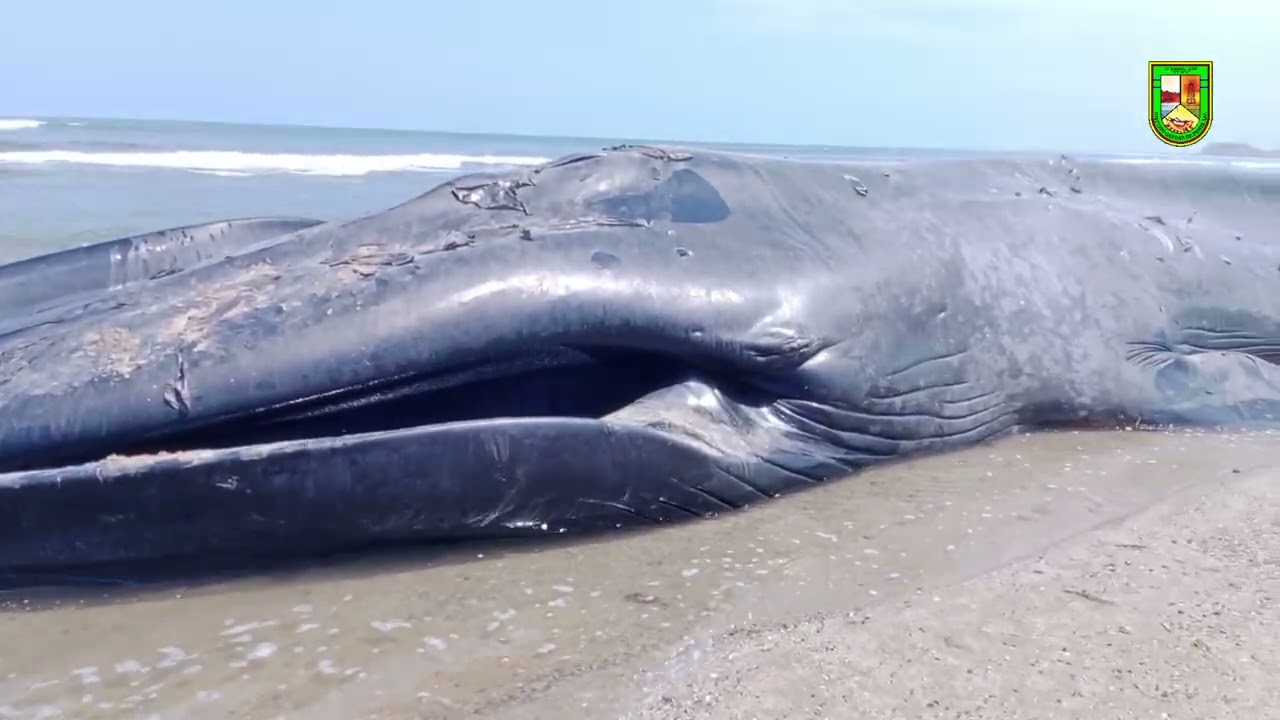 Varo una ballena azul en la playa de Plateritos Costa distrito Canoas de Punta Sal 