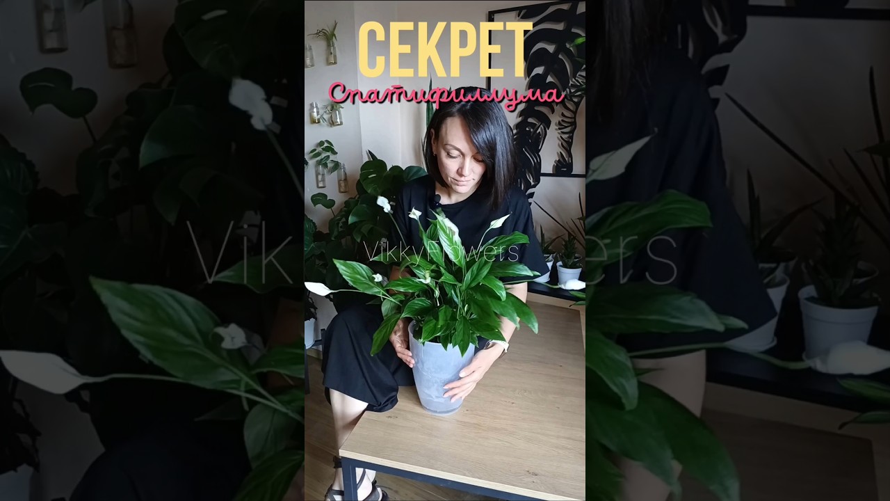 Спатифиллум будет ОЧЕНЬ КРАСИВЫЙ #спатифиллум #комнатныерастения