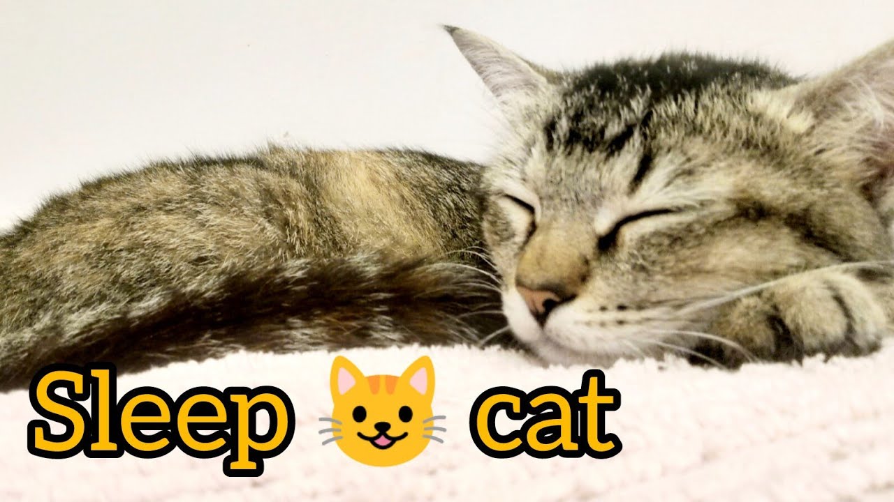 中国猫咪时刻 is live! Sleep cat 🐈😺