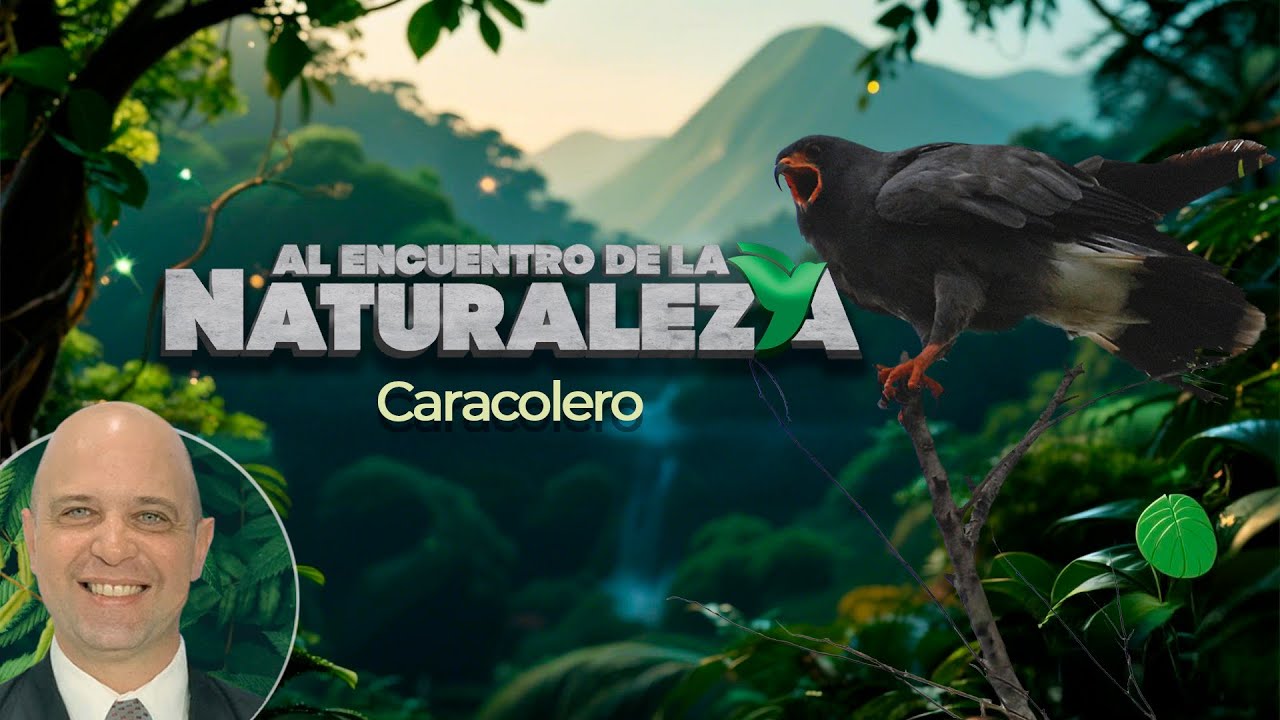 La alimentación del caracolero