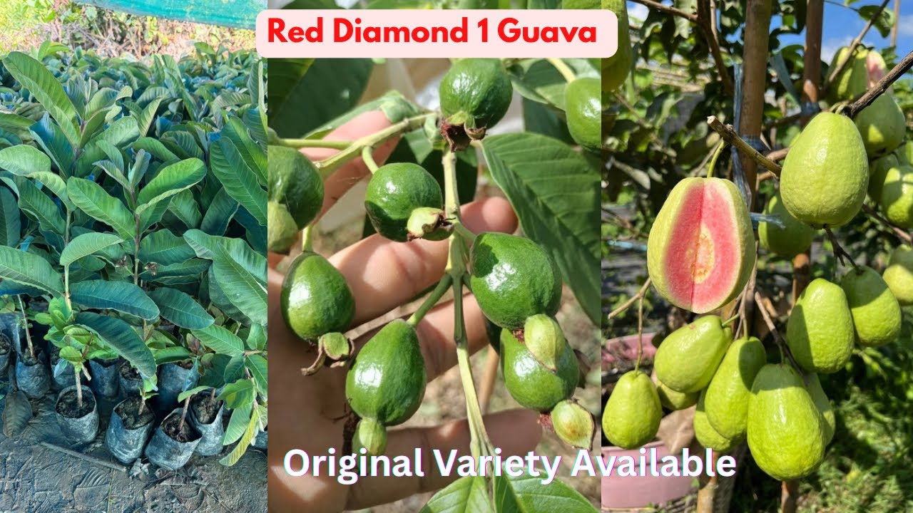 Red Diamond 1 Guava Plant Available. Original Variety Delivery…लाल डायमंड 1 अमरूद