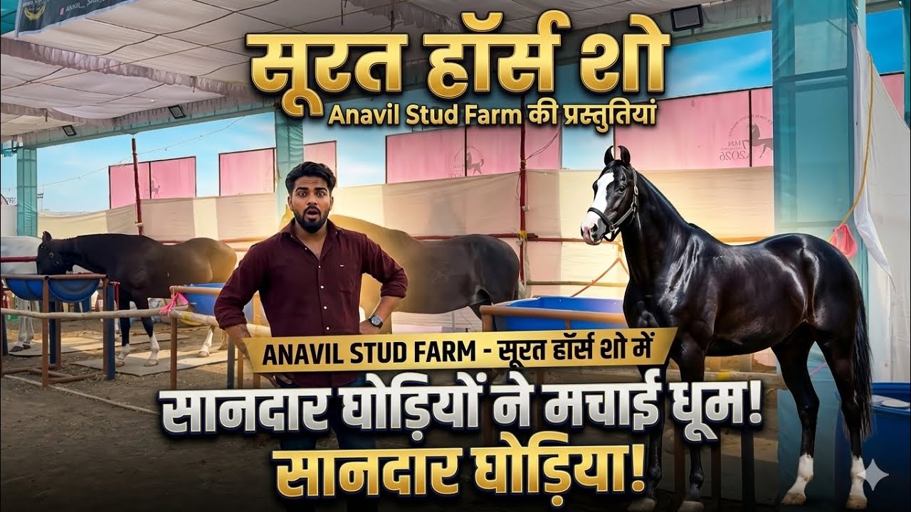 Anavil Stud Farm की 4 घोड़िया आई तापी हॉर्स शो सुरत में 2026!! #trainerkhanbrother #youtubevideo 