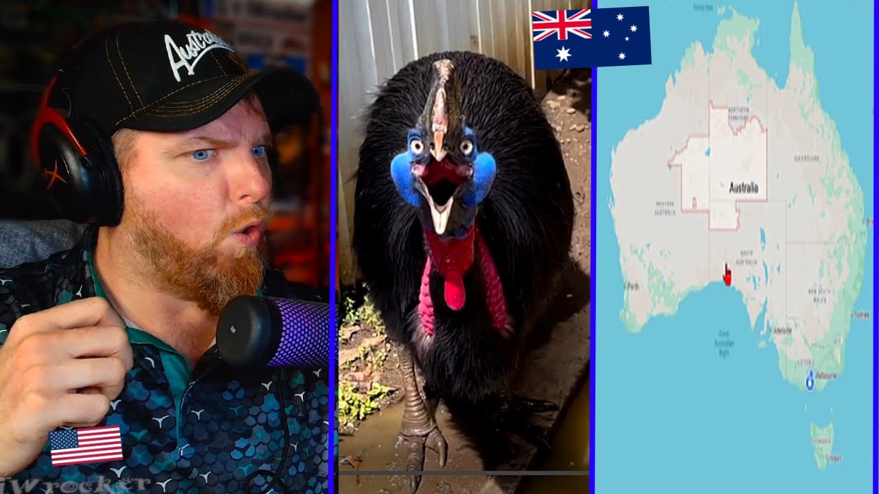 These Australian Videos are bound to KNOCK YOUR SOCKS OFF!🚨