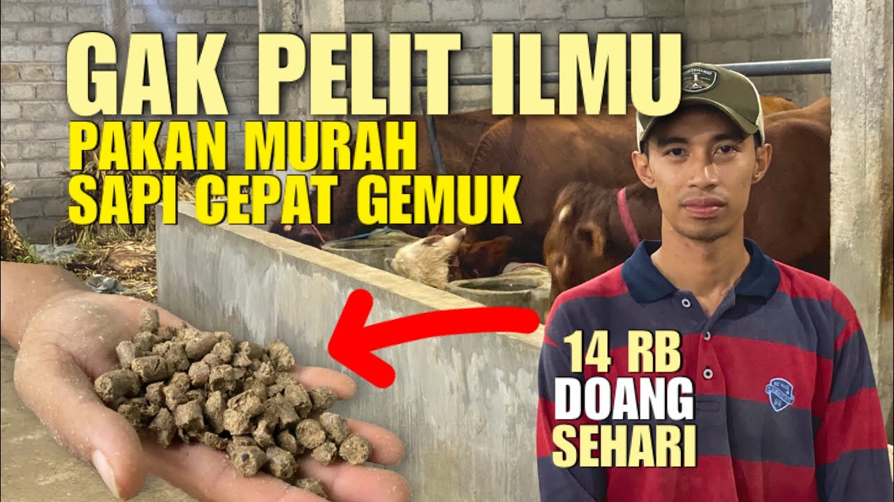 14 RIBU DOANG DIJAMIN GAK RUGI❗️Sapi Cepat Panen, Pakan Murah Untung Puluhan Juta