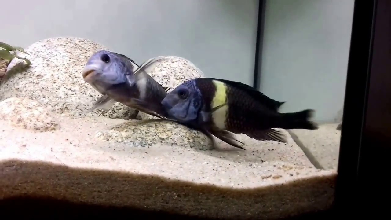 Tropheus duboisi tarło