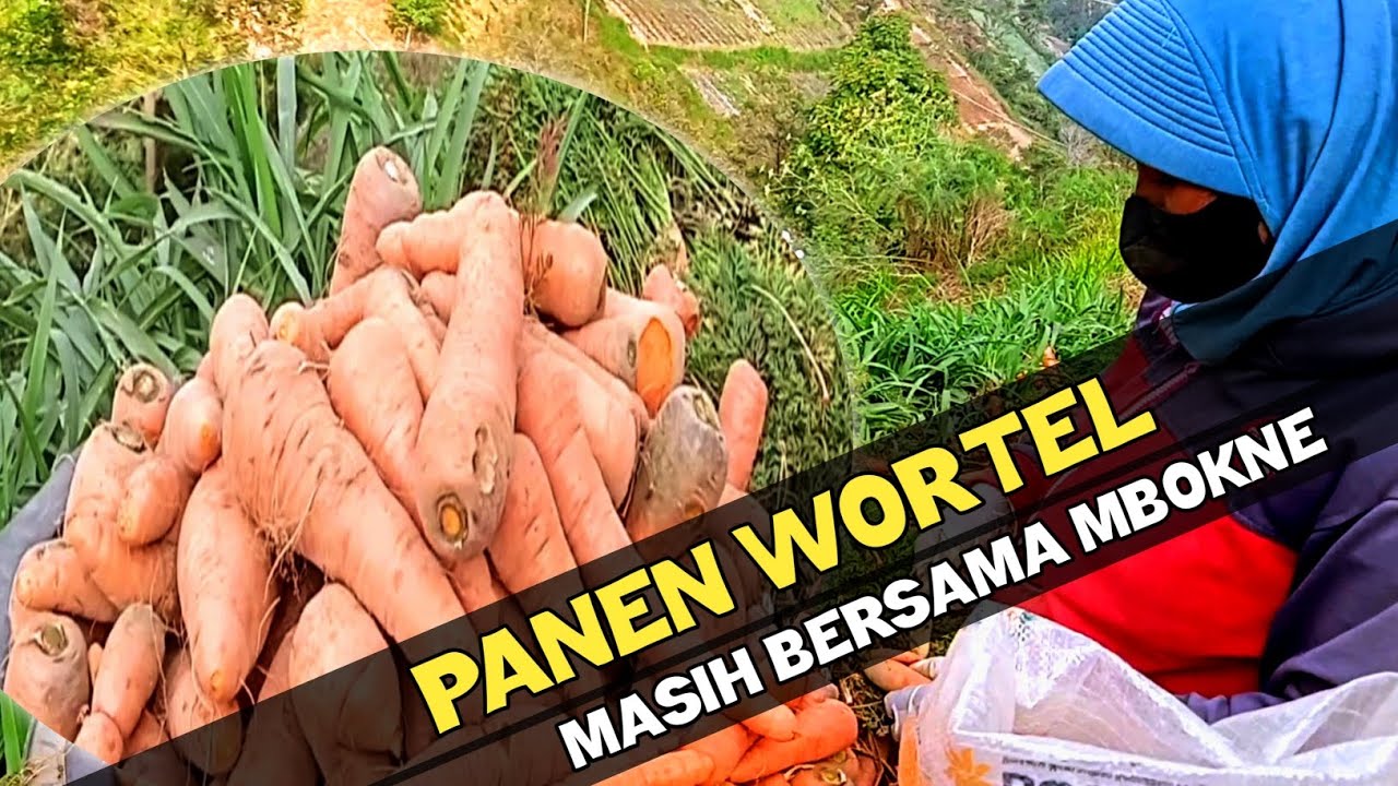 PETANI SAYUR‼️MULAI PANEN WORTEL GAYS BERSAMA MBOKNE @EvaBelajartani #petanicantik #petanimerbabu