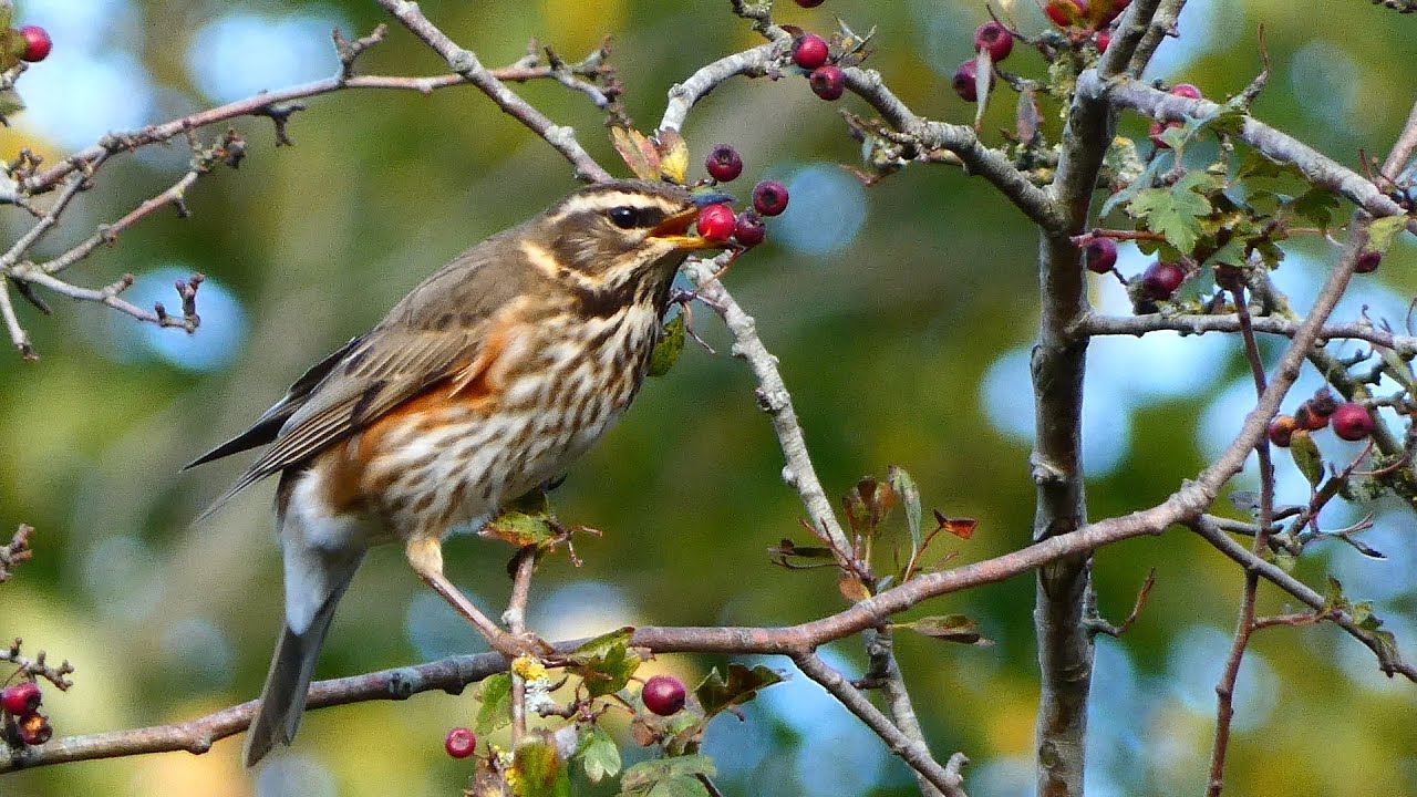 Koperwiek (Redwing)