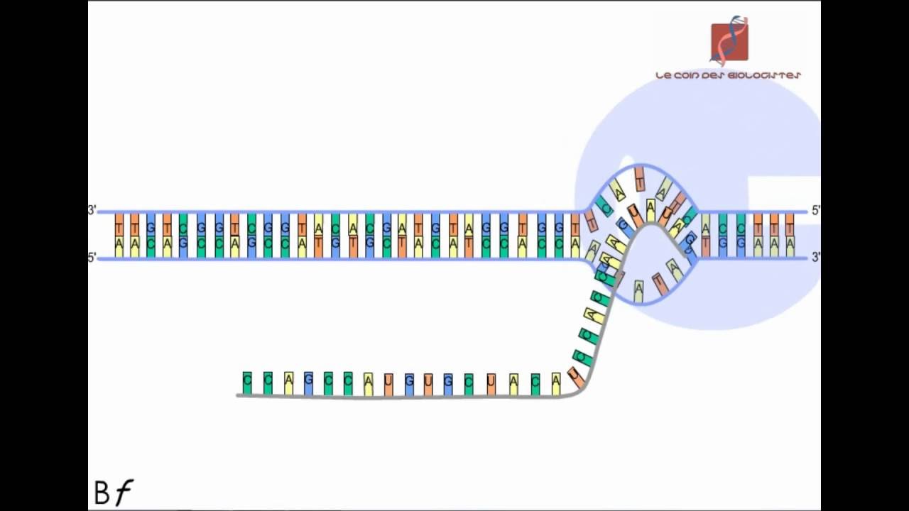 La transcription de l'ADN en ARN messager (Animation)