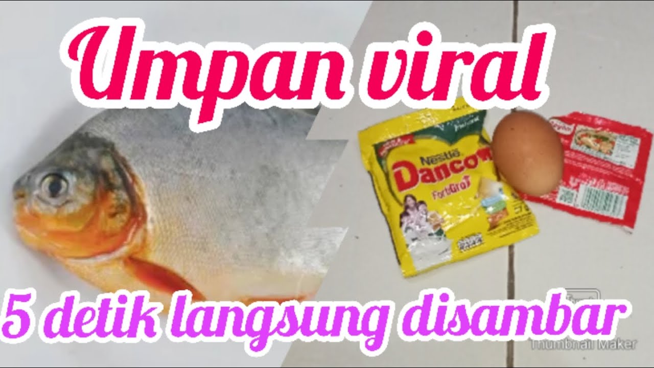 RACIKAN TERJITU UMPAN IKAN BAWAL HARIAN