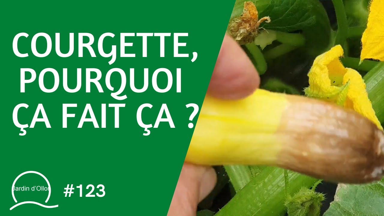 #123-La courgette de A ... Z 🥒