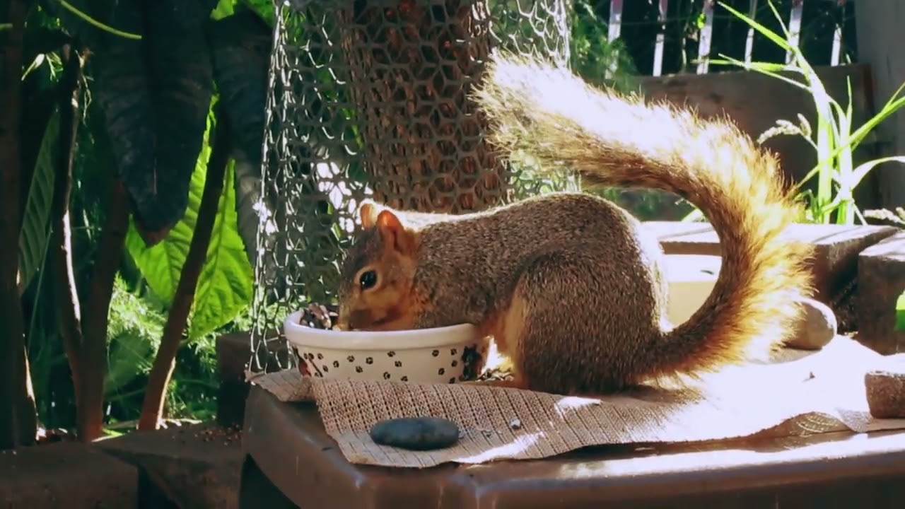 A Squirrel's Tail in the Sun