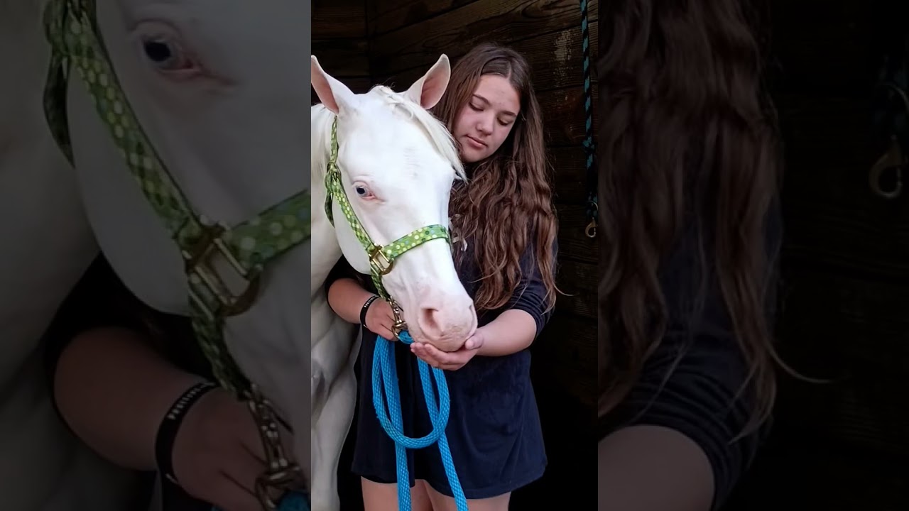 Baby Luna preparing for her first show debut. #horsegirl #horse #horses  #horselover
