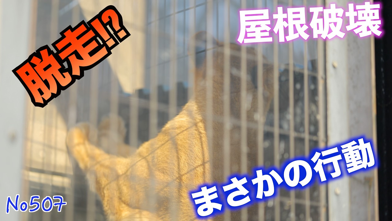 No507 【まさかの行動】屋根を噛むレイ…脱走前夜か！？｜旭山動物園
