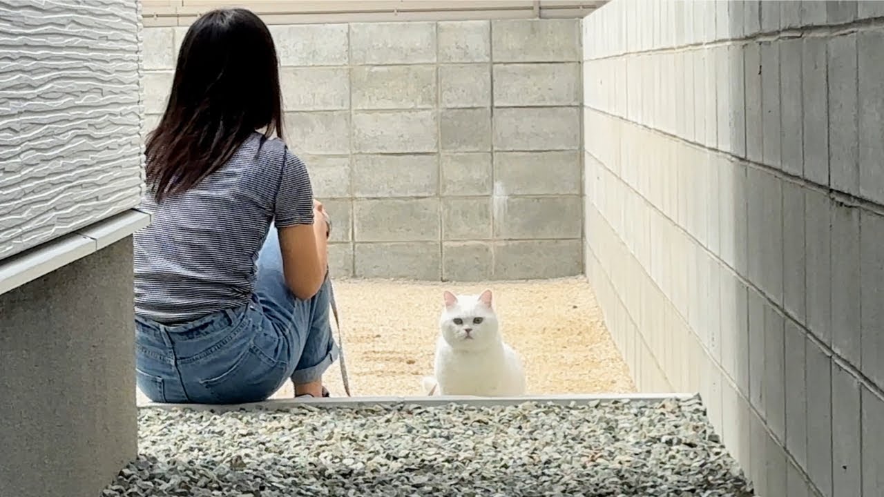 散歩中に猫を置いて帰ったらこうなります