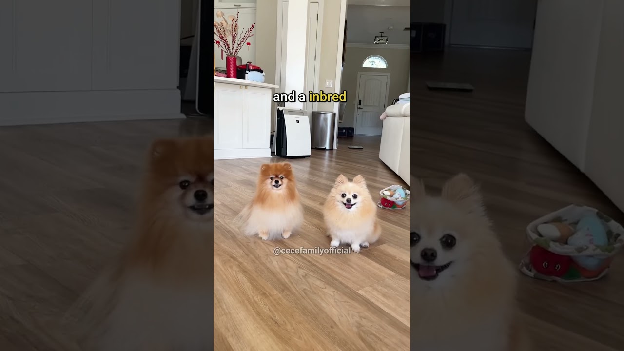 Purebred Pomeranian vs Inbred Pomeranian