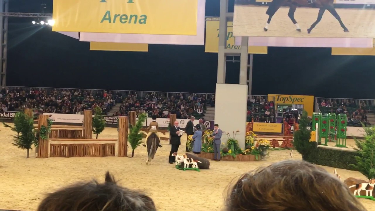 Wagtail Romance HOYS 2016 133 M&M