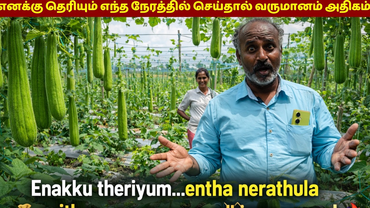 நிறைய பேருக்கு தெரியாத ஓர்  ரகசியம் இந்த பயிரில் / secret in this crop that most people don’t know!