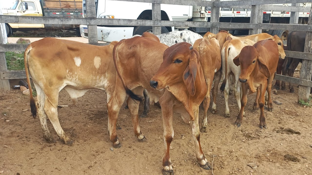 Bezerros acima de 500 reais na feira de gado em Dois Riachos Alagoas 18/02/26#nordeste