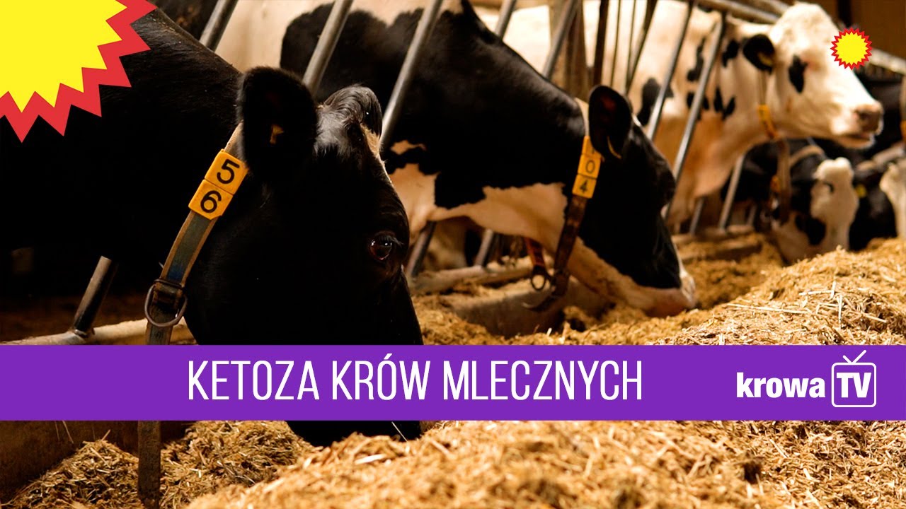 KrowaTV: Ketoza u krów mlecznych — jak rozpoznać i zapobiegać?