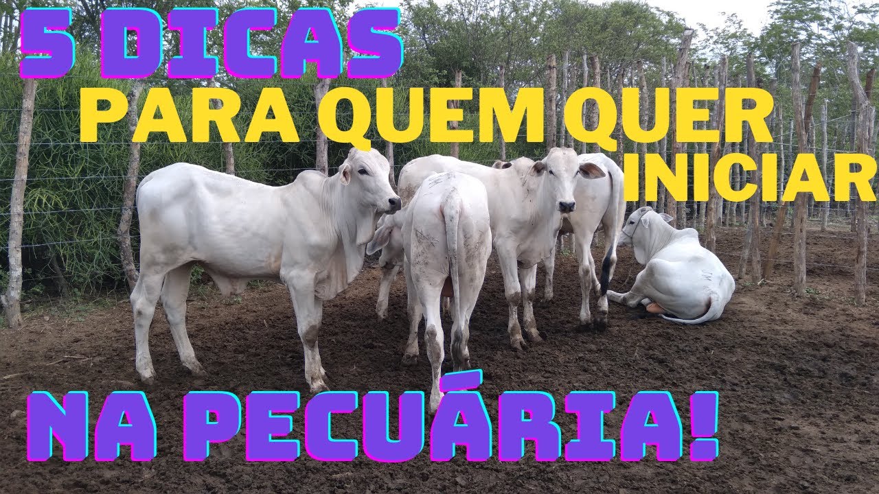 5 DICAS PARA QUEM QUER INICAR NA PECUÁRIA! VOCÊ PRECISAR SABER DISSO!
