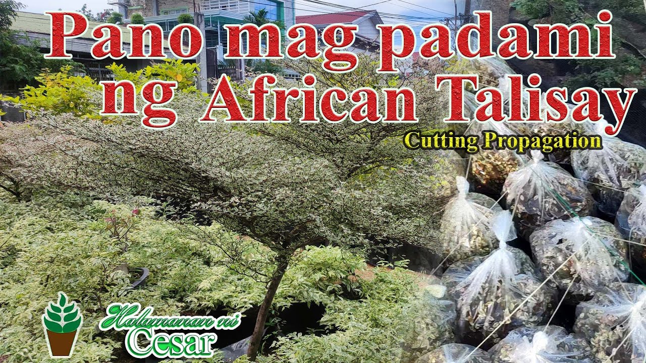 PANO PADAMIHIN ANG AFRICAN TALISAY | Halamanan ni Cesar | CUTTINGS | PROPAGATION #Garden #Plantitos