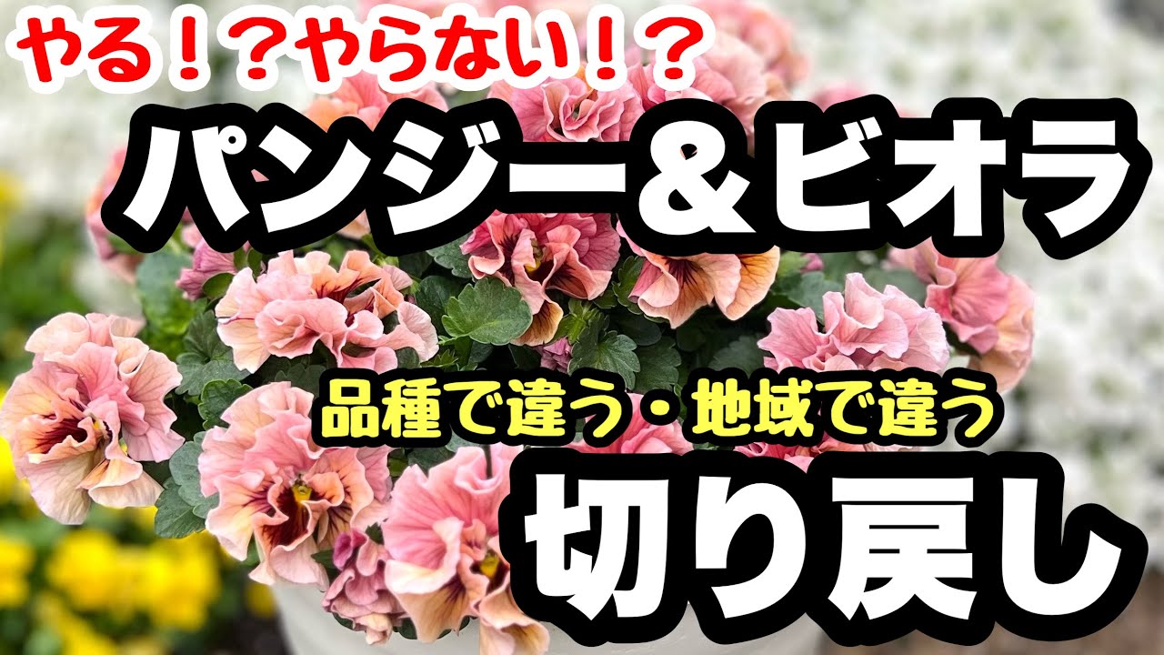 ◆【ビオラの切り戻し】春の徒長苗！どうするべきか考えよう🪴