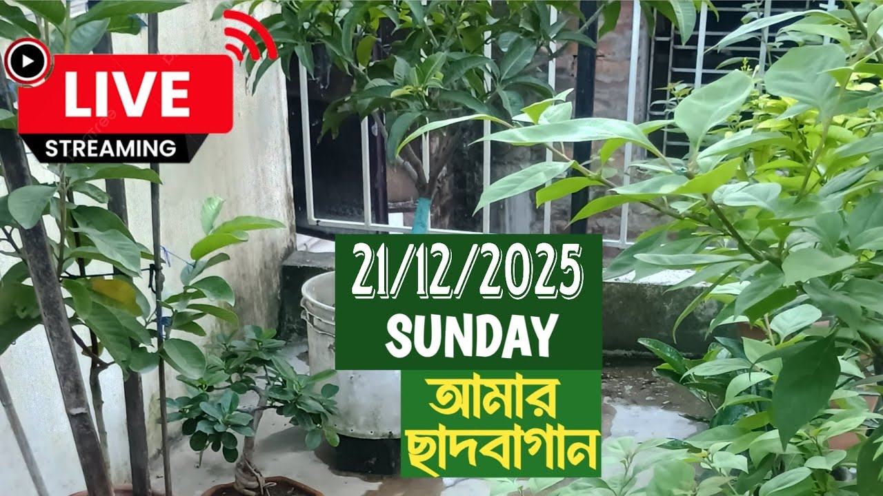 আমার ছাদ বাগান LIVE 21/12/2025 