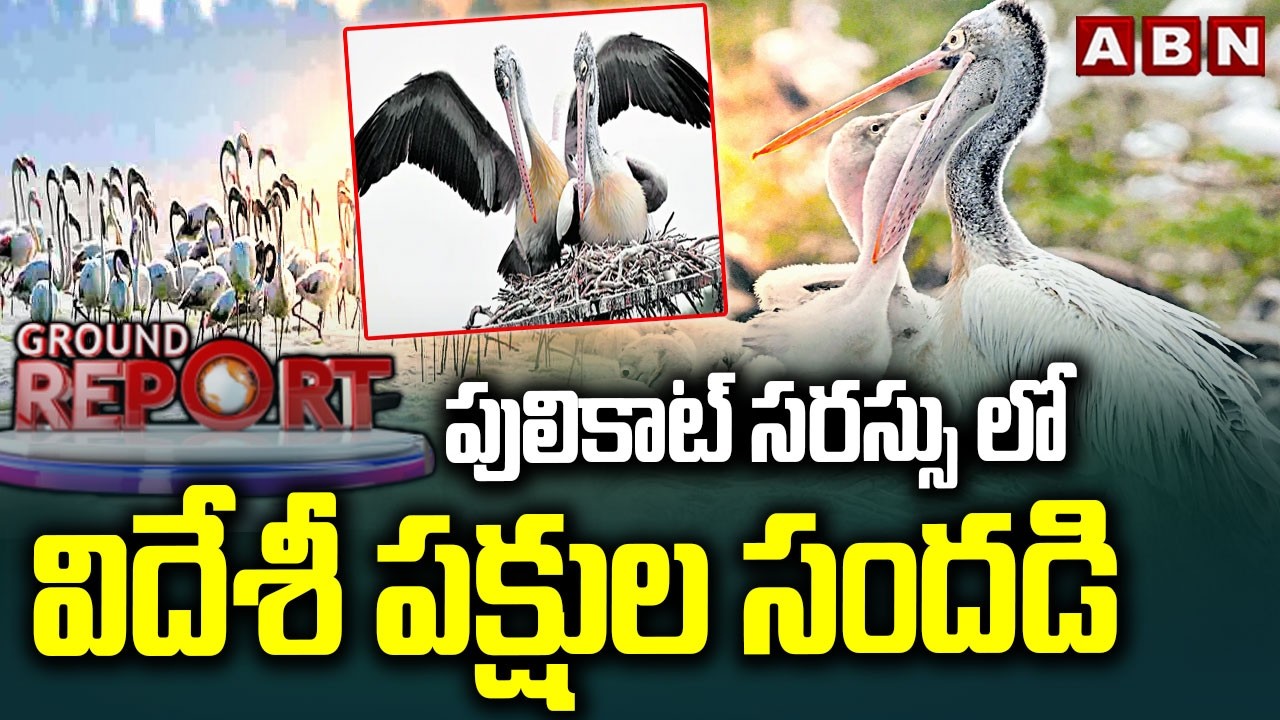 పులికాట్ సరస్సు లో విదేశీ పక్షుల సందడి | Ground Report On Pulicat Lake | Flamingo Birds | ABN Telugu