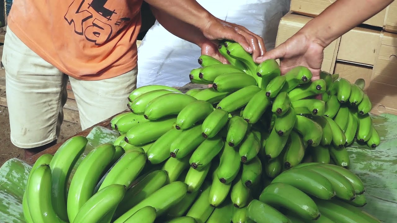 Enterprise subproject supports banana farmers in Kidapawan