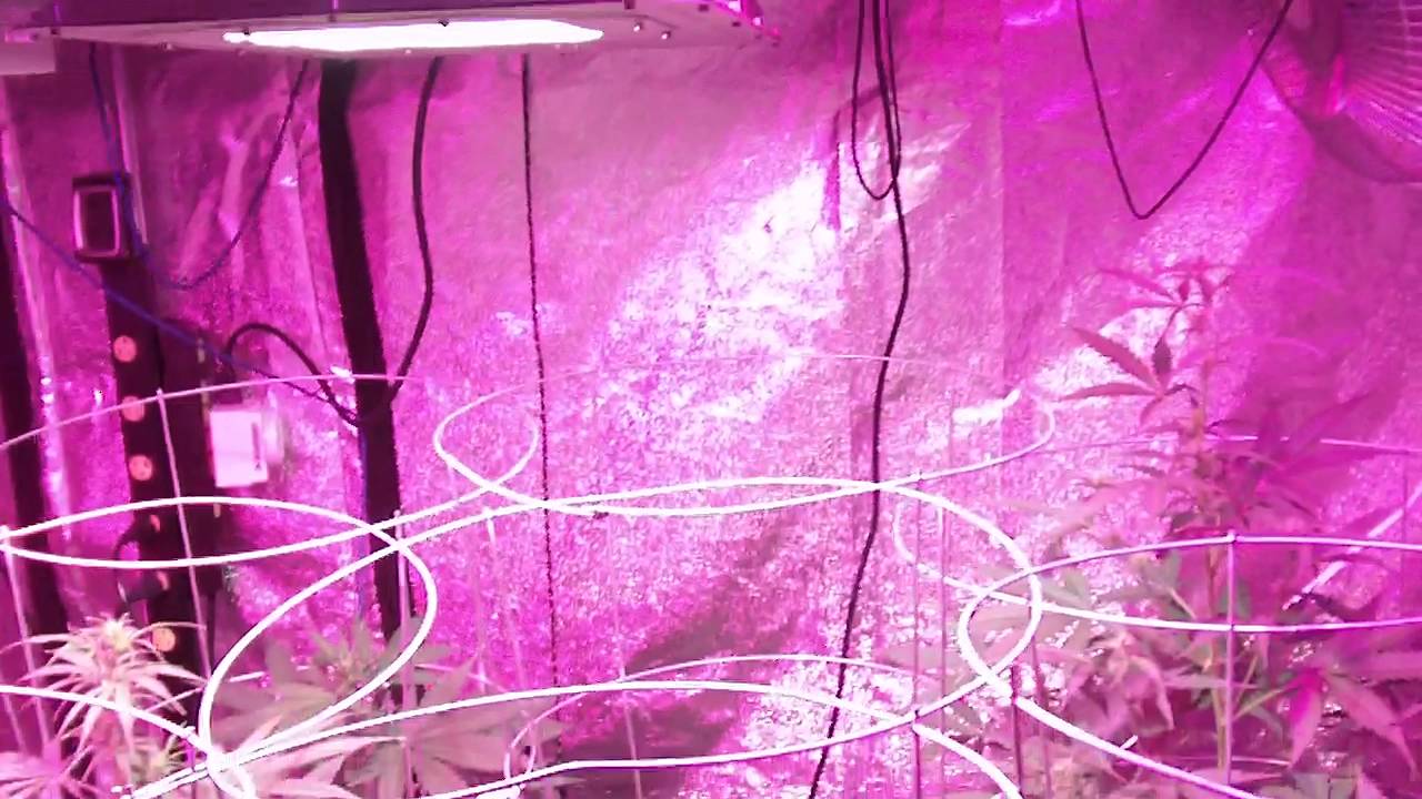 AUTO GROW SEASON 3 ( 6 weeks ) ..PLATINUM LED..ALPHALITE PLASMA GROWOLOGY NUTRIENTS