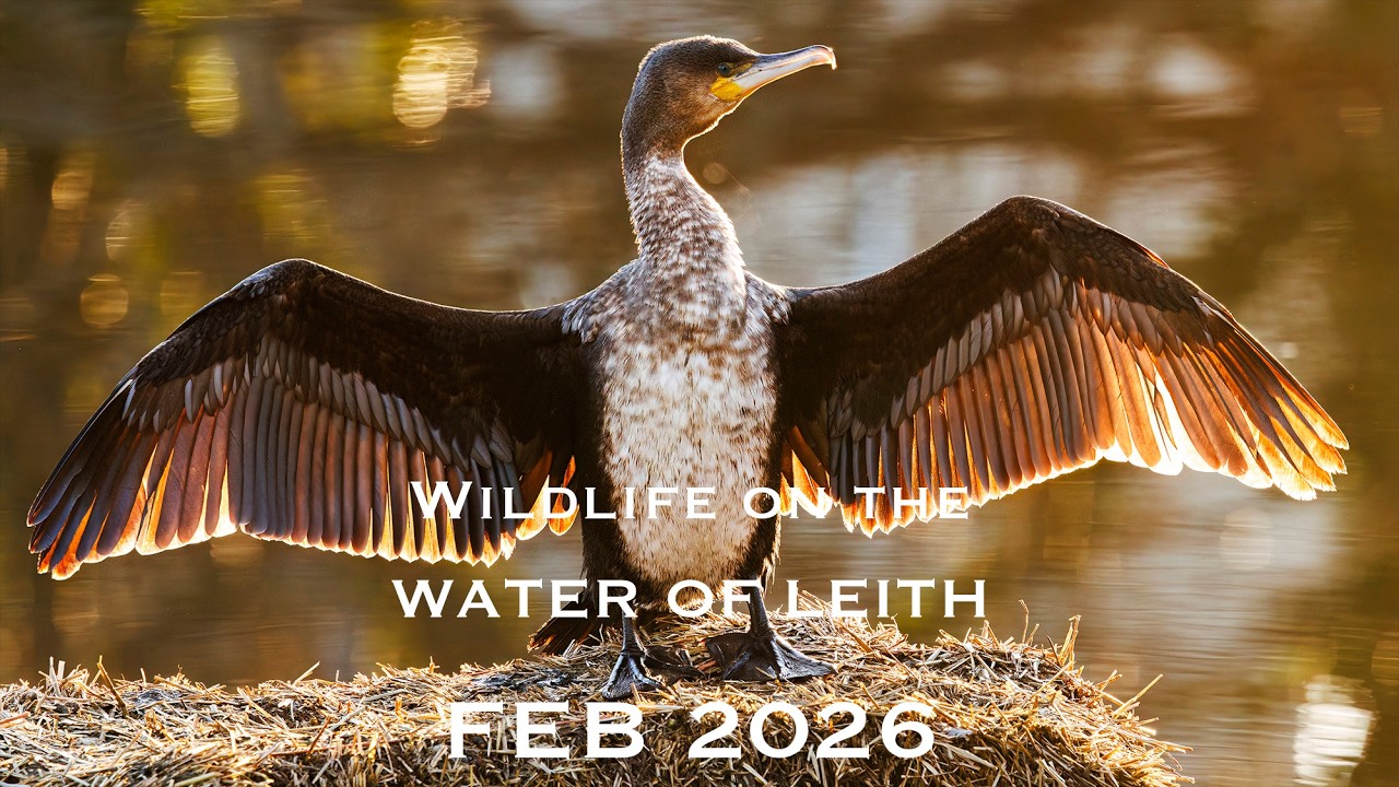 Wildlife on the Water of Leith - February 2026