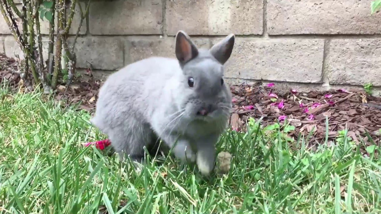 Happy Bunny Jumping
