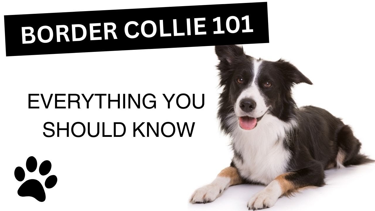 Border Collie 101 - Everything You Need to Know About this Breed