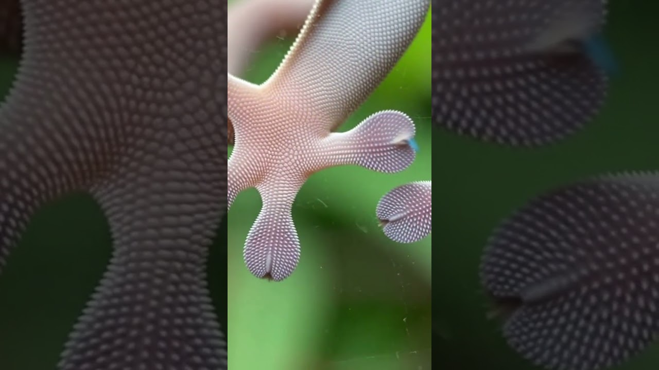 Why geckos stick to glass 🦎🦶