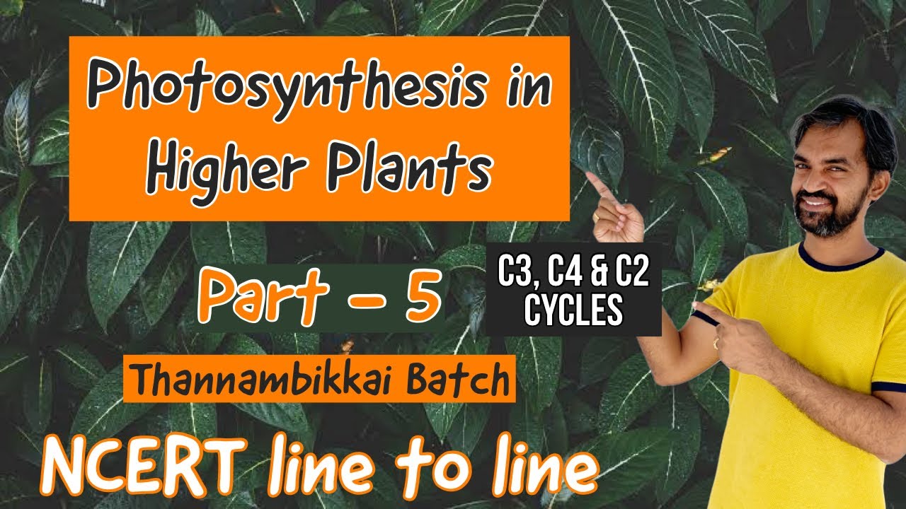 Photosynthesis in Higher plants | One shot | Part 3 | Calvin cycle | C4 pathway | C2 cycle