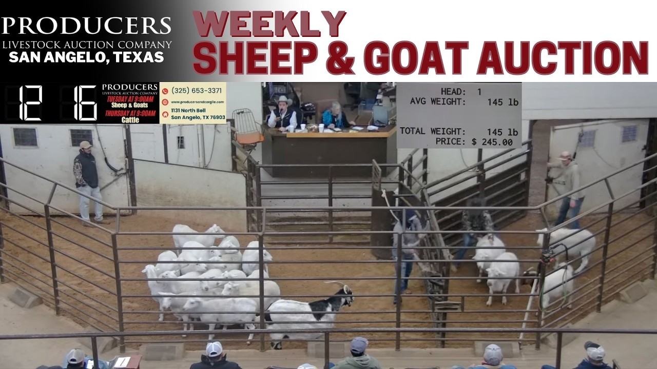 West Texas Sheep & Goat Auction LIVE | Producers Livestock Auction Company | Feb 10, 2026
