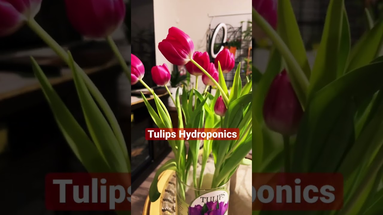 Tulips Hydroponic Flowers #hydroponics #flowers #tulips #flowers #viral #shorts