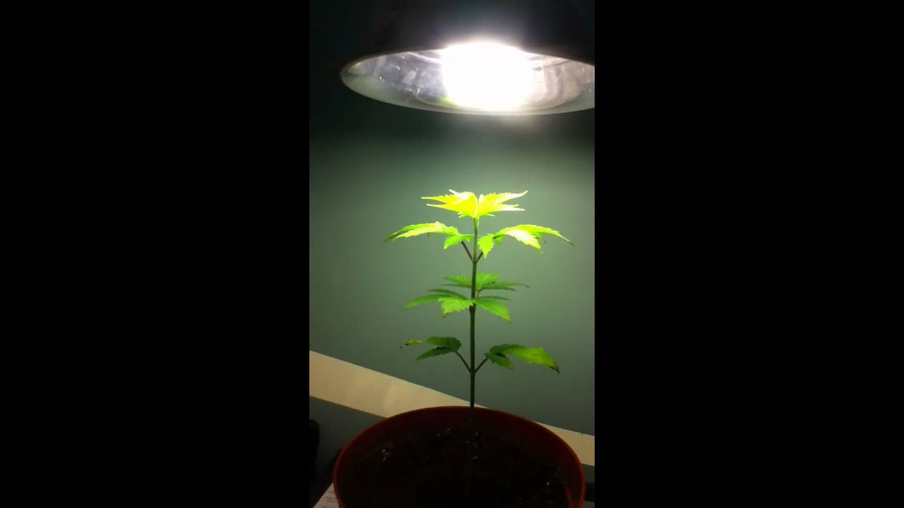 4 week old marijuana plant