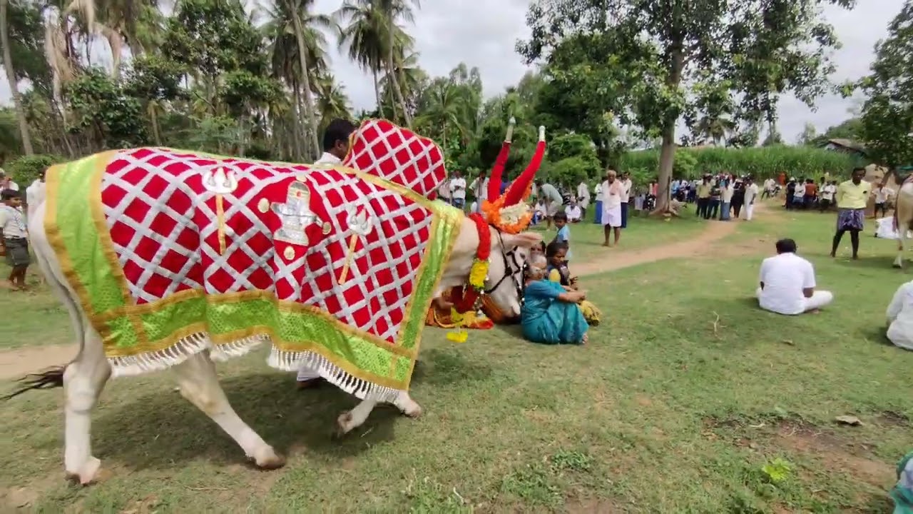🌹ಶಂಭುಲಿಂಗೇಶ್ವರ ದೇವಸ್ಥಾನಕ್ಕೆ ಬಸಪ್ಪನ ನೋಡಿಕೊಳ್ಳಲು ಗುಡ್ಡನ ಆಯ್ಕೆ ಅರೆ ಚಾಕನಹಳ್ಳಿ ಗ್ರಾಮ ಮದ್ದೂರ್ ತಾಲೂಕ್ 🌺🪔