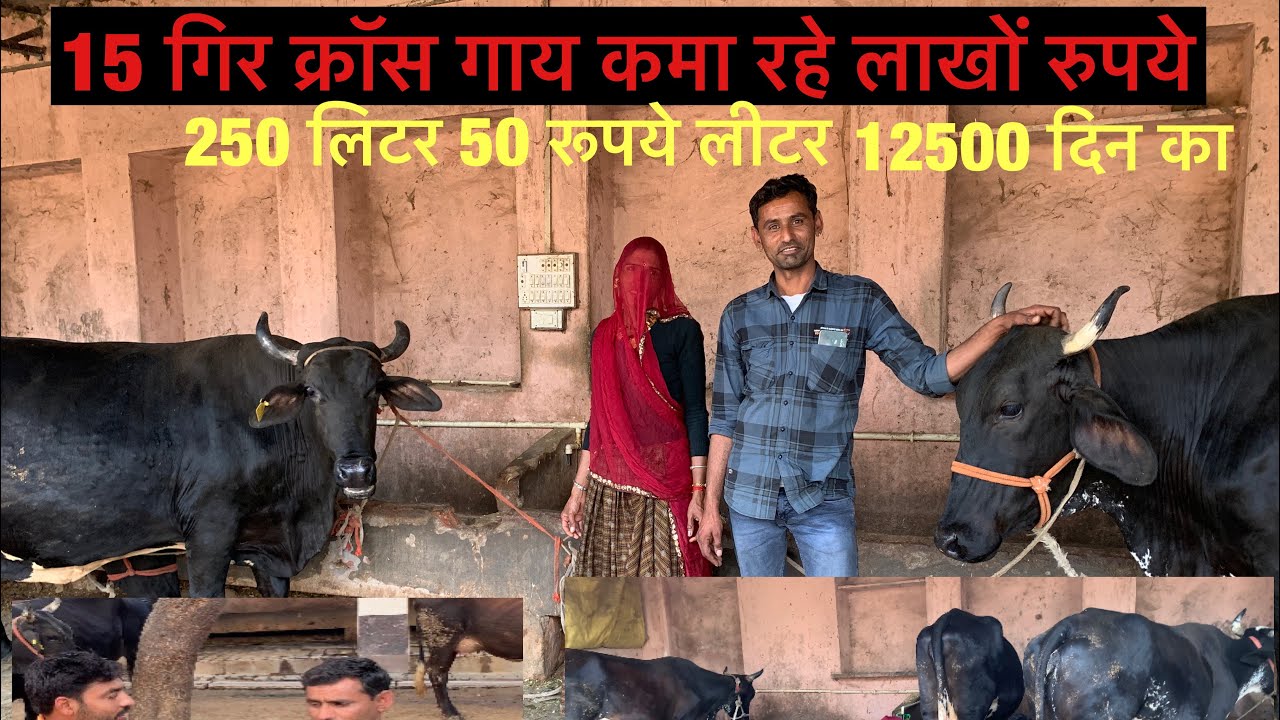 gir cross cow milking sale/गिर क्रॉस गाय पहचान कीमत मिलकिंग #gircrosssale #gircow #village