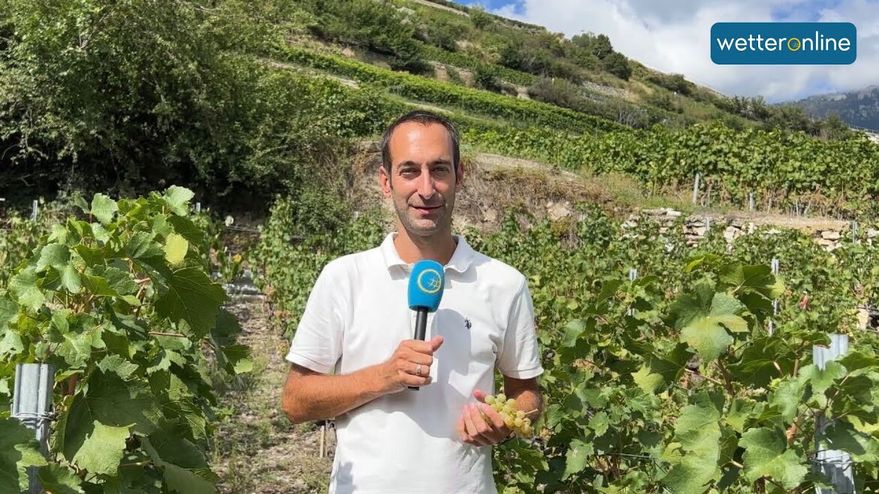 Weinbau im Wallis: Traumjahrgang erwartet