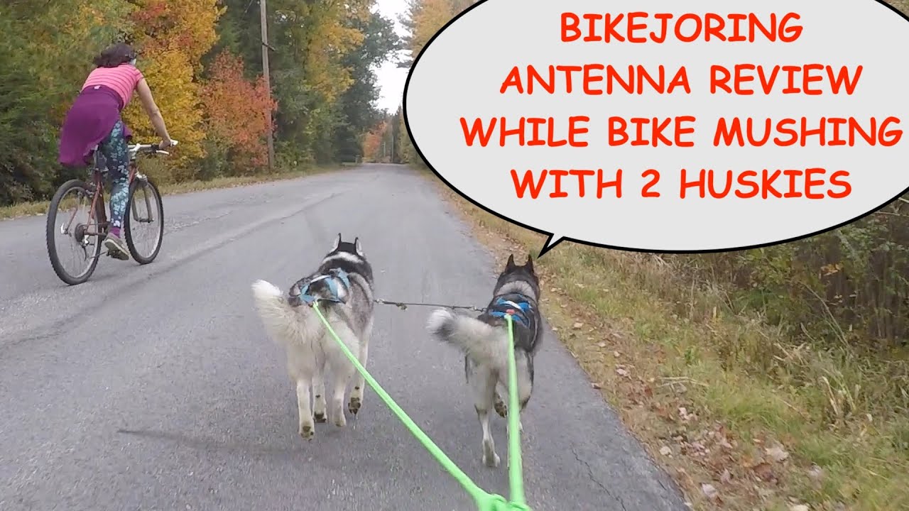 Echo Lake Bikejoring Antenna Review & Fall Bike Mushing Run:  Episode #76