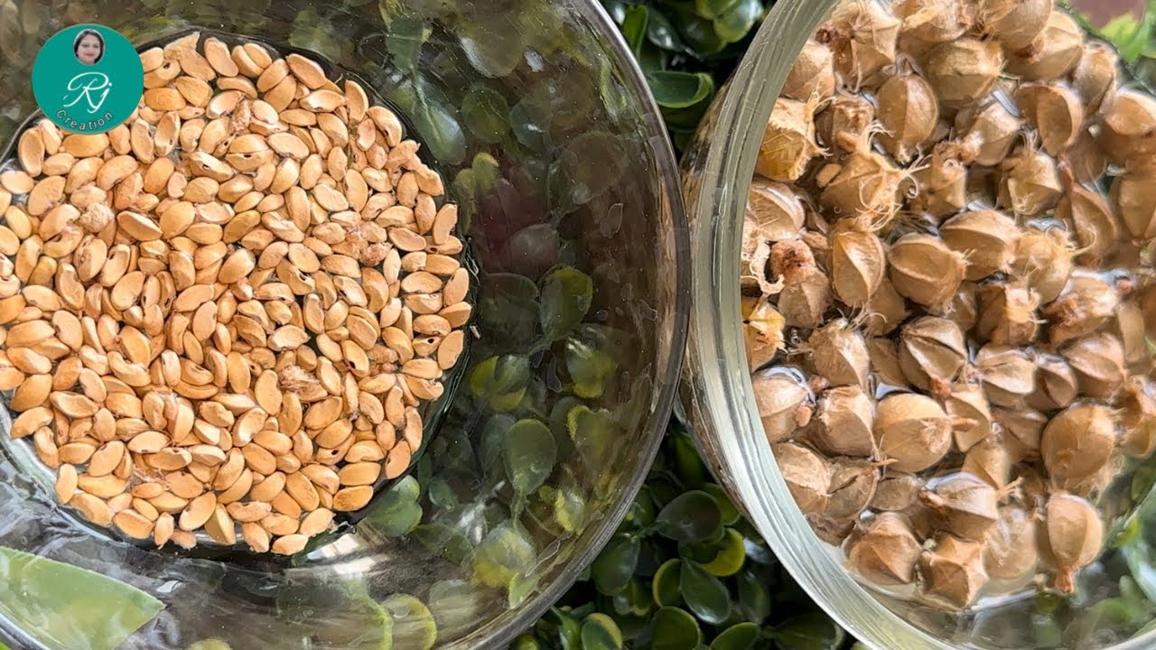 EP 9 Healthy Amla Series | आँवला गुठली और बीज के फायदे | Benefits of Amla seeds @rituscreation