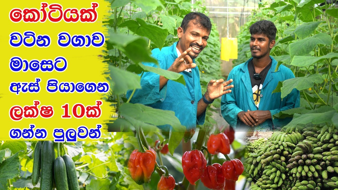 මාසෙට ලක්ෂ 10ක් ගන්න  වගාව -  ඇම්බුන් කෙසෙල් - නයි මිරිස් - මෑ -Gherkin Cucumber