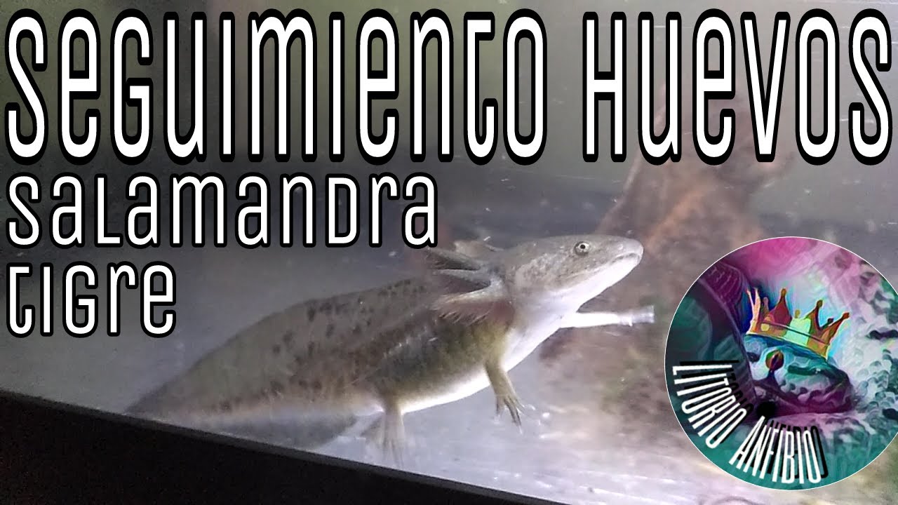 Seguimiento: Huevos de salamandra tigre Parte 4 (Ambystoma tigrinum)