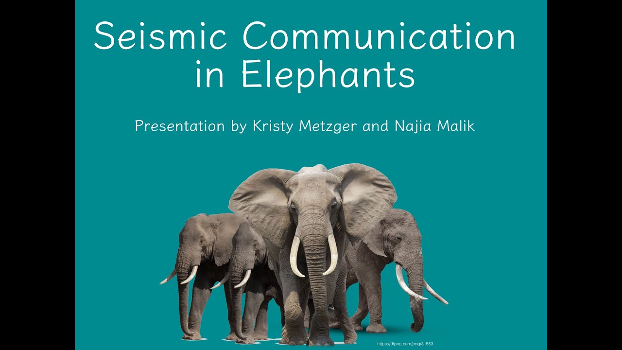 SEISMIC COMMUNICATION IN ELEPHANTS
