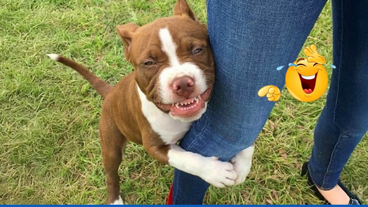 Funniest Animals 2026 🤣🐶 Best Moments Ever!