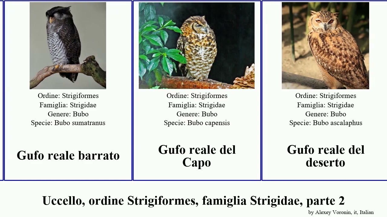 Uccello, ordine Strigiformes, famiglia Strigidae, parte 2 gufo gufastore civettina reale del delle