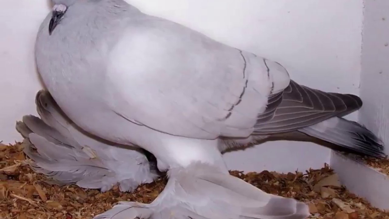 18 Most Bizarre Pigeon Breeds - HD