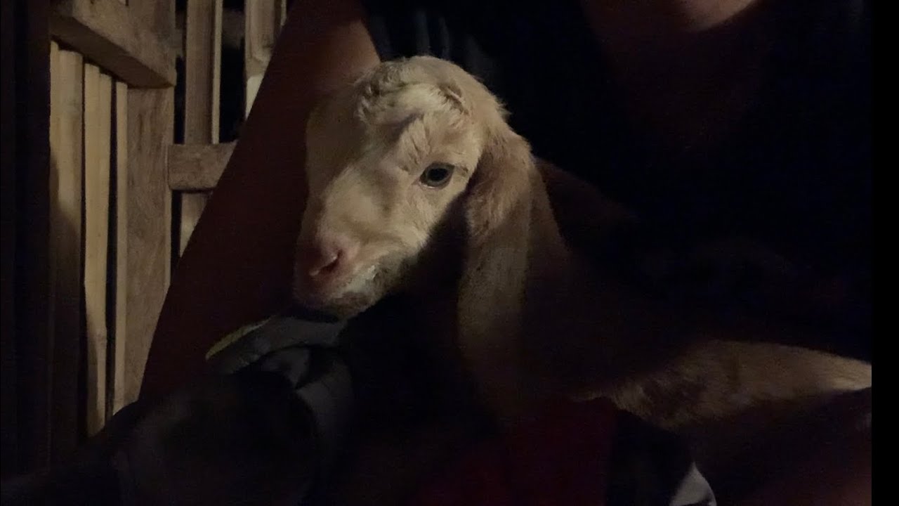 Rejected baby goat is a heavy milk drinker